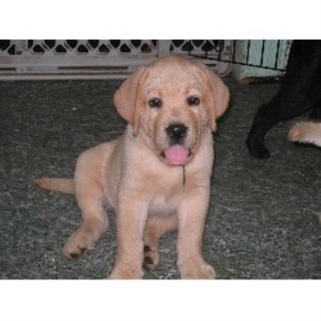 Lab breeder in New Jersey picture 2