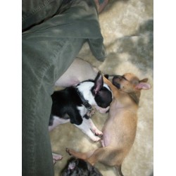 Chihuahua breeder in Alberta picture 2