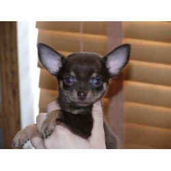 Chihuahua in Alberta picture 2