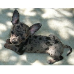 Chihuahua Breeder in Rocky Mountain House, Alberta