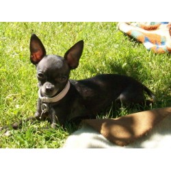 Chihuahua breeder in Rocky Mountain House Alberta