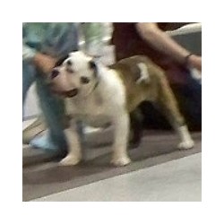 English Bulldog Stud in Wildwood, Alberta