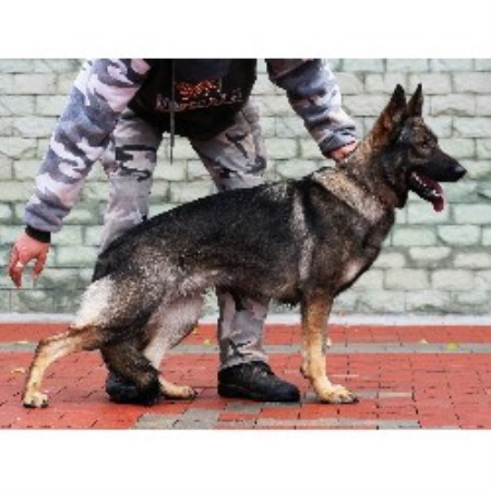 German Shepherd Dog breeder in Phoenix Arizona