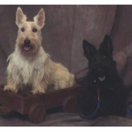 My dogs