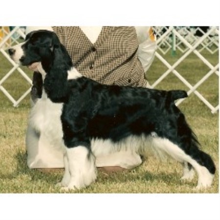 English Springer Spaniel Breeder in Oak Park, Illinois