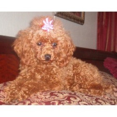 Poodle Toy Breeder in Cookeville, Tennessee