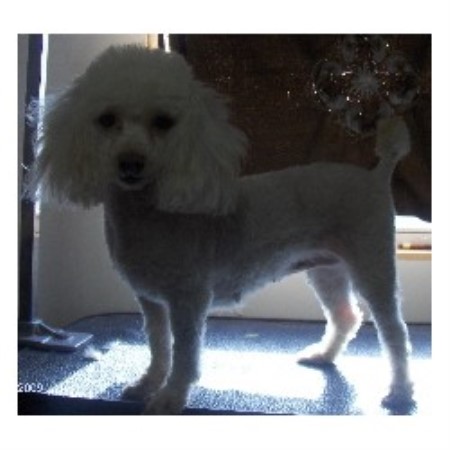Poodle Toy breeder in Cookeville Tennessee
