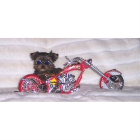 Yorkshire Terrier Breeder in Wichita, Kansas