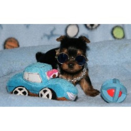 Yorkshire Terrier breeder in Wichita Kansas