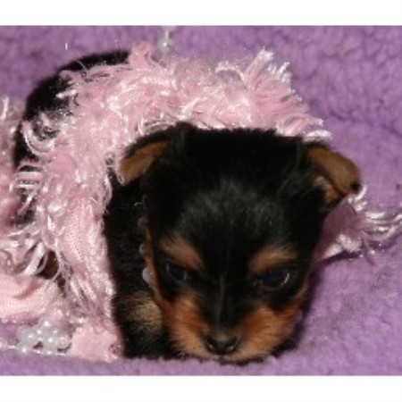 Yorkie in Kansas
