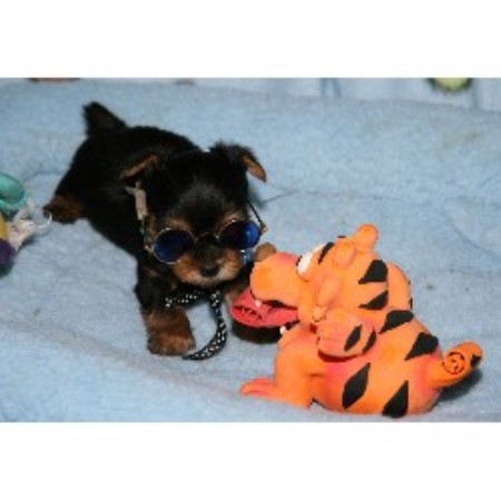 Yorkie breeder in Kansas picture 2