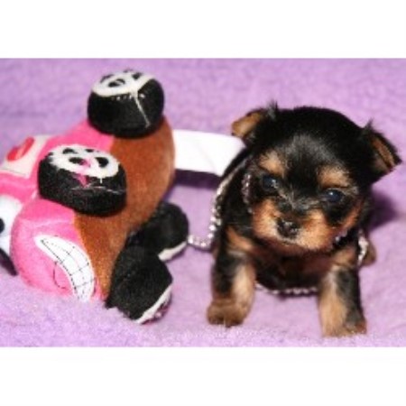 Yorkie in Kansas picture 2