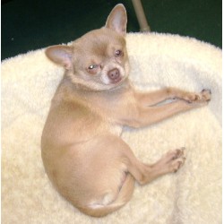 Chico