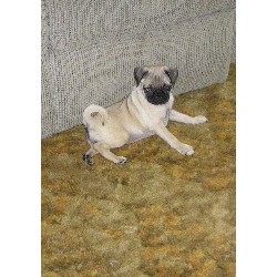 Pug Breeder in Gallipolis, Ohio