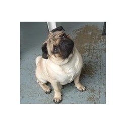 Pug breeder in Gallipolis Ohio