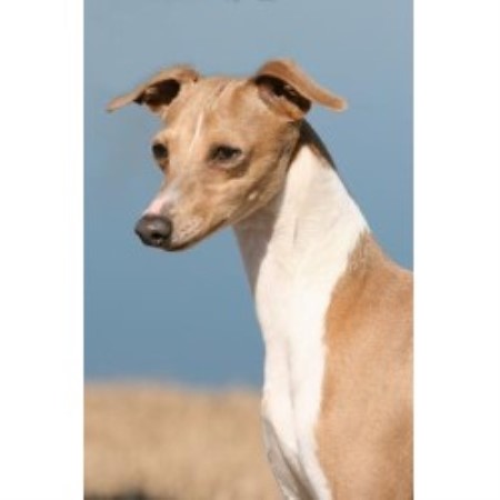 Italian Greyhound breeder in North Carolina picture 2