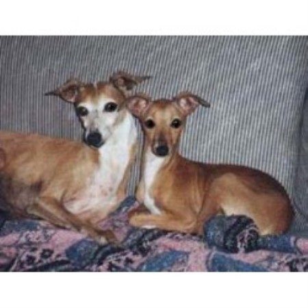 Italian Greyhound breeder in Troy North Carolina