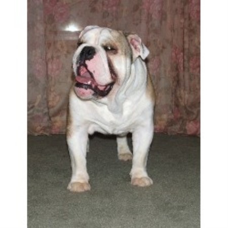 British Bulldog, Bulldog in Ohio