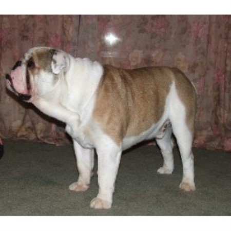 British Bulldog, Bulldog breeder in Ohio picture 2