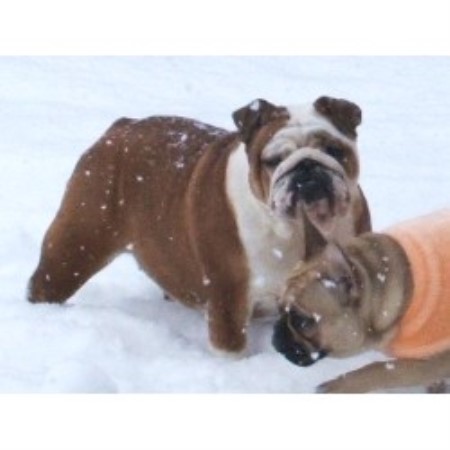 English Bulldog Breeder in Atwater, Ohio