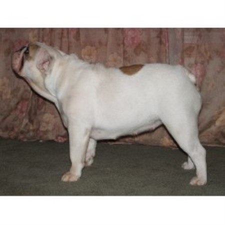 British Bulldog, Bulldog in Ohio picture 2