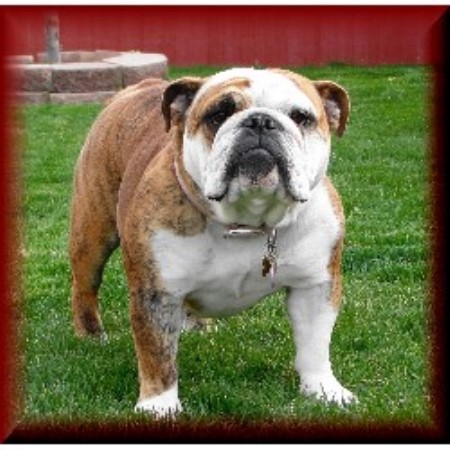 English Bulldog Breeder in Gering , Nebraska