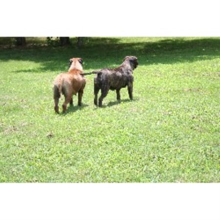 Bullmastiff breeder in Williamsville Missouri