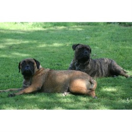 Bullmastiff in Missouri picture 2