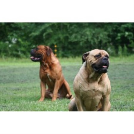 Bullmastiff breeder in Missouri picture 2