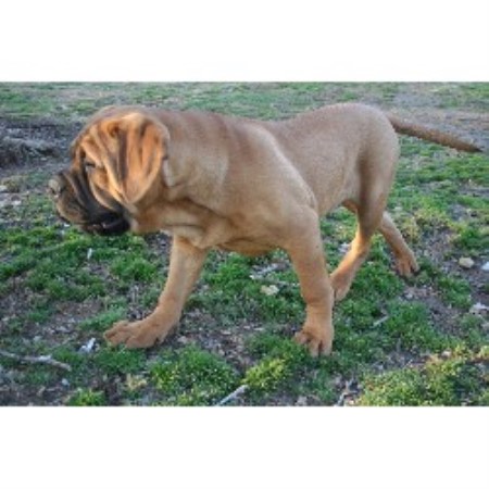 Bullmastiff Breeder in Williamsville, Missouri