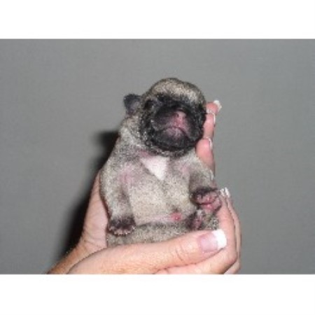 Pug breeder in Woodland California