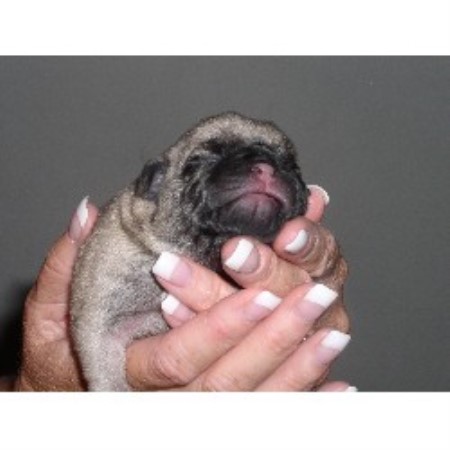 pug breeder california tami pug breeder in woodland california pug breeder california tami pug breeder in woodland california