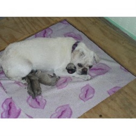 pugs for sale in dakota akc registered pugs puppies for sale quality dakota breeders breeds picture pugs for sale in dakota akc registered pugs puppies for sale quality dakota breeders breeds picture