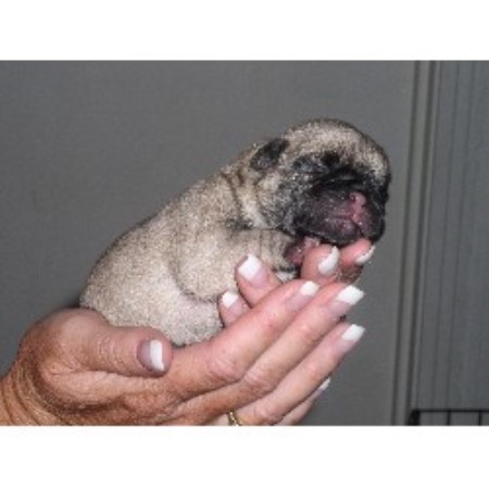 pug breeder california tami pug breeder in woodland california pug breeder california tami pug breeder in woodland california