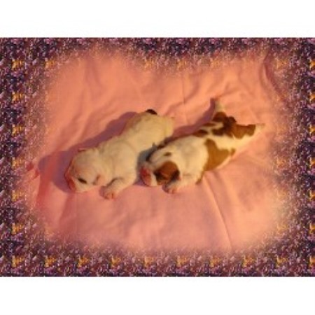 English Bulldog breeder in Delta Pennsylvania