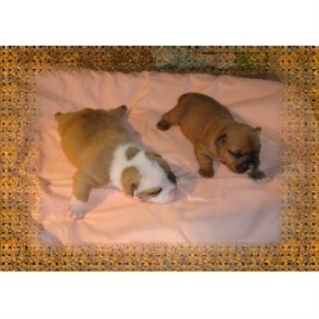 English Bulldog Breeder in Delta, Pennsylvania
