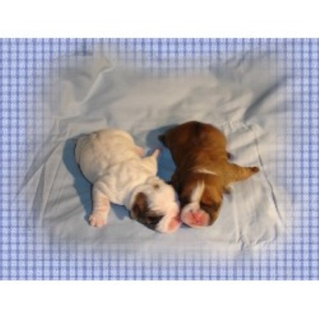 British Bulldog, Bulldog breeder in Pennsylvania picture 2