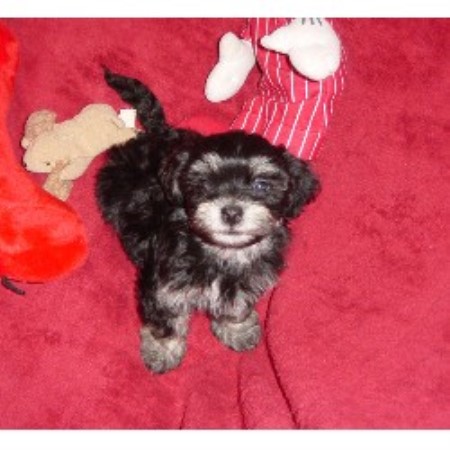 havanese breeders toronto havanese havanese breeder havanese breeders havanese breeder breeds picture havanese breeders toronto havanese havanese breeder havanese breeders havanese breeder breeds picture