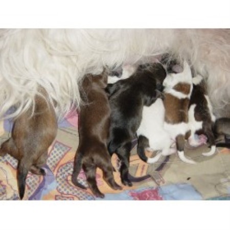 chocolate havanese florida cubanitos havanese havanese breeder in florida chocolate havanese florida cubanitos havanese havanese breeder in florida
