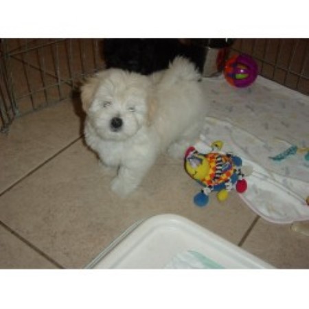 havanese rescue fl cubanitos havanese havanese breeder in florida havanese rescue fl cubanitos havanese havanese breeder in florida