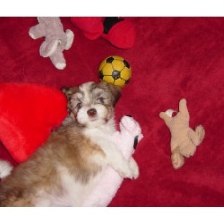Havanese breeder in Florida picture 2