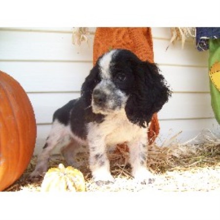 American Cocker Spaniel breeder in Missouri picture 2