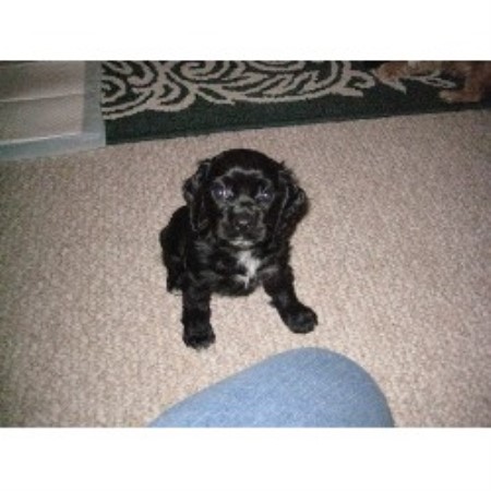 American Cocker Spaniel in Missouri