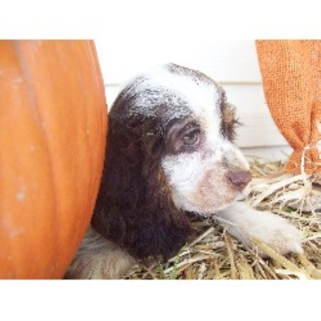 American Cocker Spaniel in Missouri picture 2