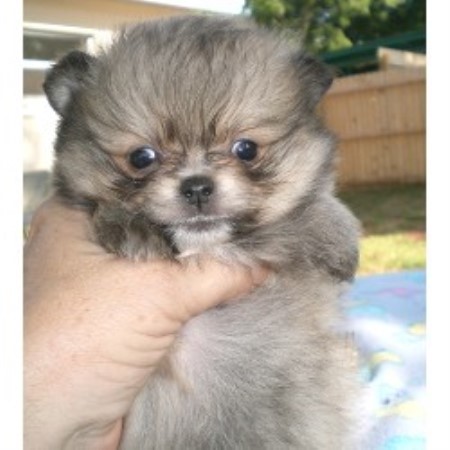pomeranian rescue orlando irena s pomeranians pomeranian breeder in orlando florida pomeranian rescue orlando irena s pomeranians pomeranian breeder in orlando florida