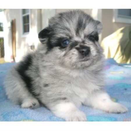 pomeranian rescue orlando irena s pomeranians pomeranian breeder in orlando florida pomeranian rescue orlando irena s pomeranians pomeranian breeder in orlando florida