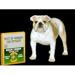 English Bulldog Stud in Owingsville, Kentucky
