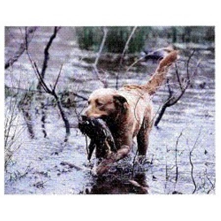 Chesapeake Bay Retriever Breeder in San Antonio, Texas