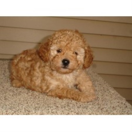 Cockapoo in Wisconsin