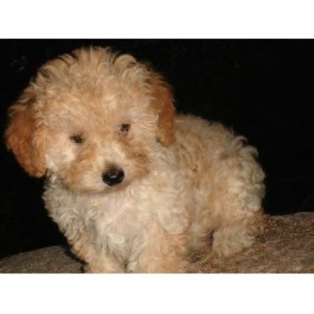 Cockapoo in Wisconsin picture 2